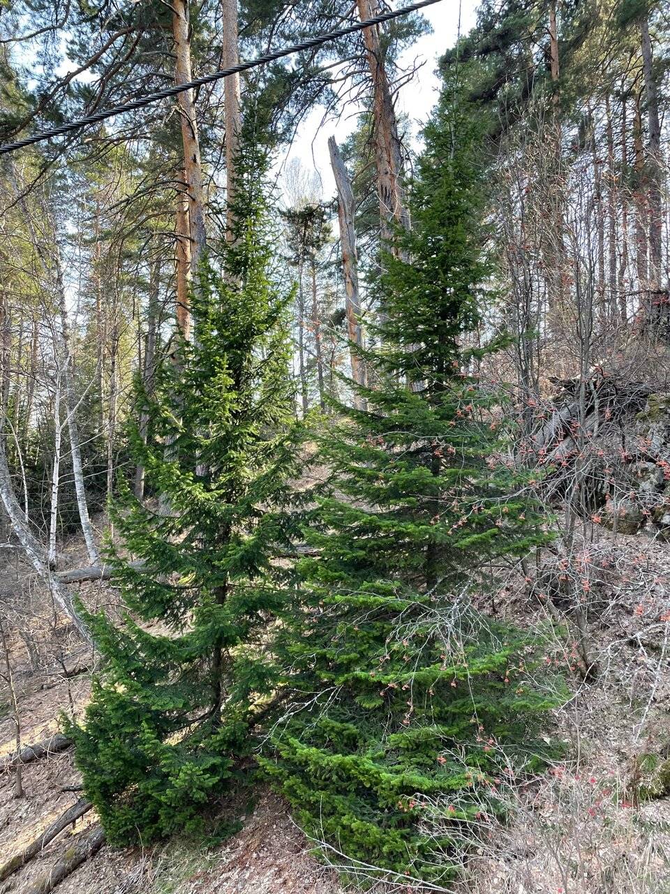 Фото Гостиницы Родник Алтая Белокуриха 170