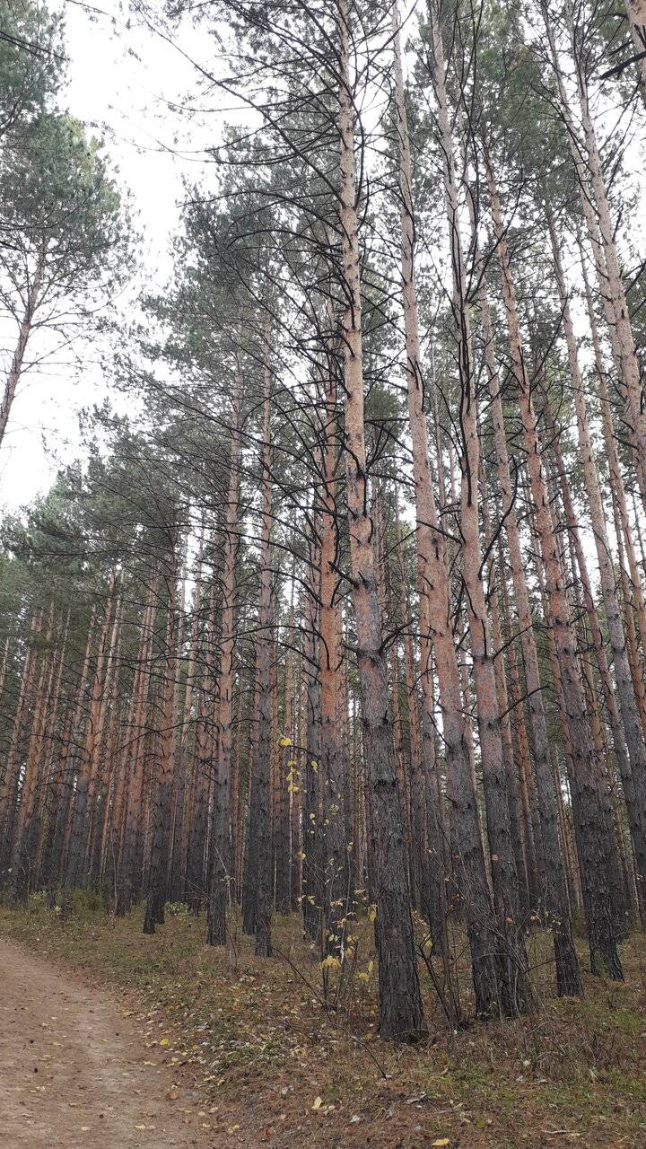 Фото Гостиницы Родник Алтая Белокуриха 151