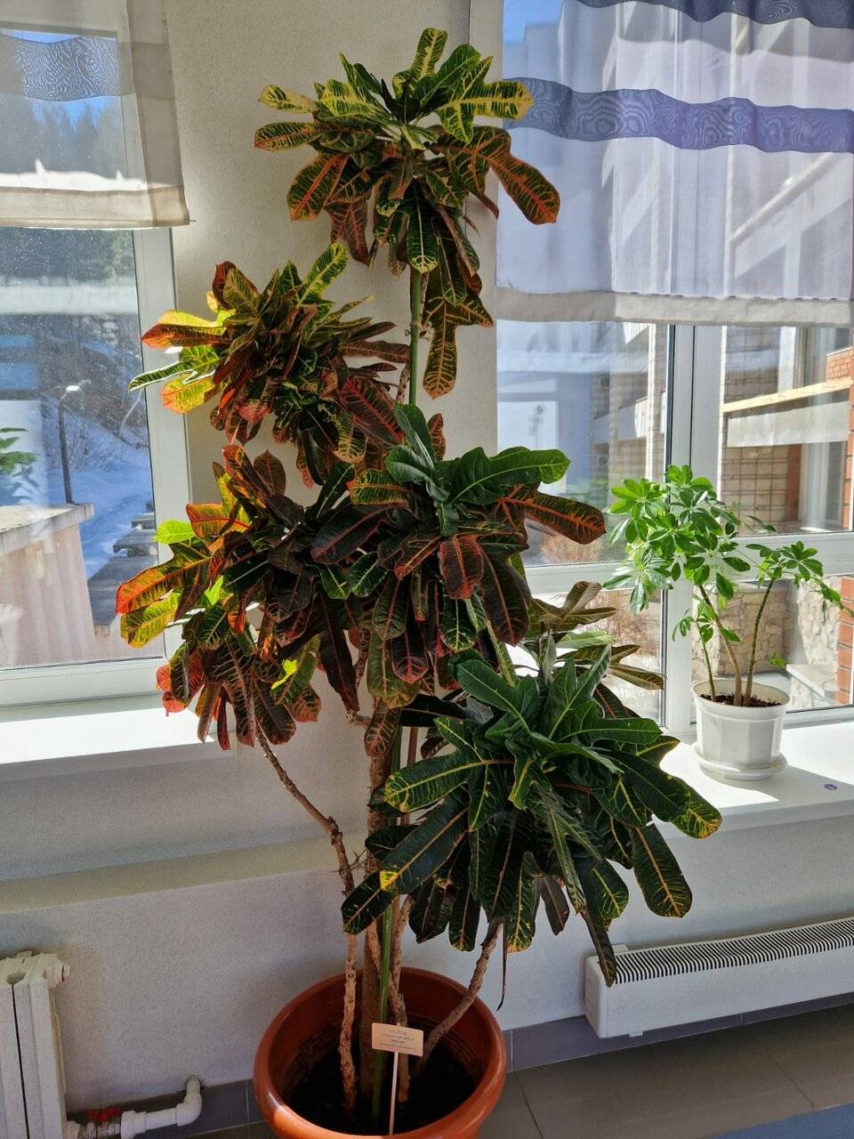 Фото Гостиницы Родник Алтая Белокуриха 233