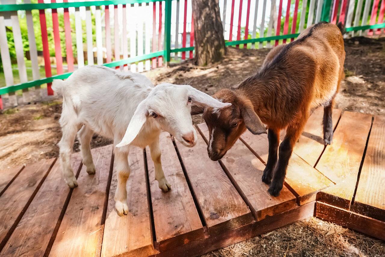 Фото Гостиницы Родник Алтая Белокуриха 94